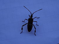 Punaise americaine du pin - Leptoglossus occidentalis (ph. Mrugala F., juin 2017)(1)